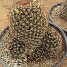 A photo of Mammillaria weingartiana