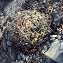 A photo of Coryphantha neglecta