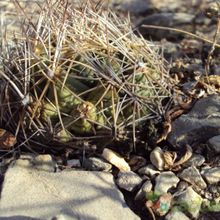 A photo of Coryphantha neglecta