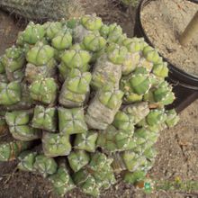 A photo of Euphorbia makallensis