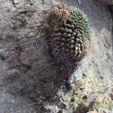 Una foto de Mammillaria gigantea