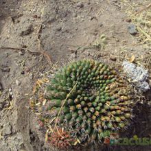 Una foto de Mammillaria gigantea
