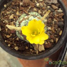 A photo of Ortegocactus macdougallii