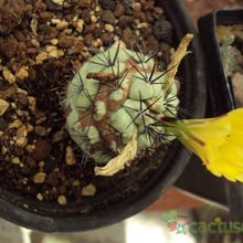A photo of Ortegocactus macdougallii