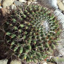 A photo of Mammillaria polythele ssp. obconella