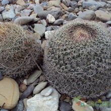 A photo of Mammillaria mystax