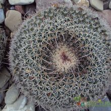 A photo of Mammillaria mystax