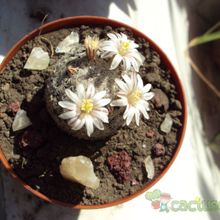 Una foto de Mammillaria sanchez-mejoradae