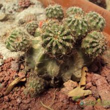 A photo of Echinopsis boyuibensis