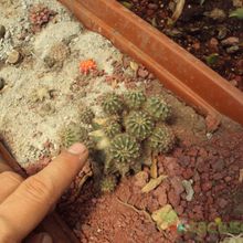 A photo of Echinopsis boyuibensis
