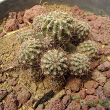 A photo of Echinopsis boyuibensis