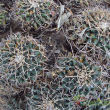 A photo of Mammillaria magnimamma