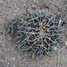 A photo of Mammillaria magnimamma