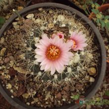 A photo of Turbinicarpus pseudomacrochele subsp. lausseri 