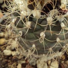 A photo of Turbinicarpus pseudomacrochele subsp. lausseri 