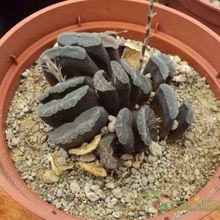 A photo of Haworthia truncata