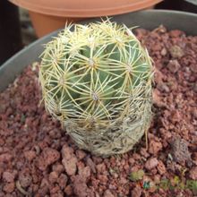 Una foto de Coryphantha retusa