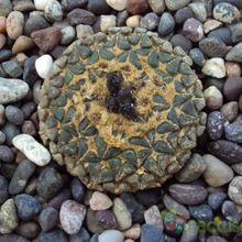 A photo of Ariocarpus kotschoubeyanus