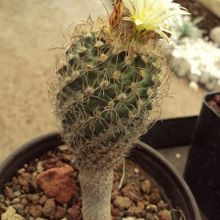 A photo of Turbinicarpus pseudomacrochele ssp. minimus