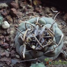 Una foto de Turbinicarpus schmiedickeanus