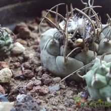 Una foto de Turbinicarpus schmiedickeanus