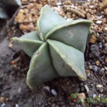 Una foto de Astrophytum myriostigma fma. nudum