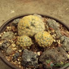 Una foto de Mammillaria schiedeana