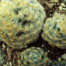 Una foto de Mammillaria schiedeana