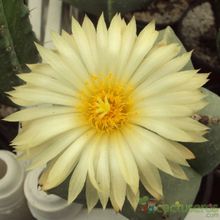 Una foto de Astrophytum myriostigma fma. nudum