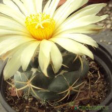 Una foto de Coryphantha elephantidens