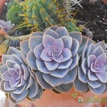 Una foto de Echeveria X Perle von Nurnberg ( E. gibbiflora metalica X E. elegans) (HIBRIDO)