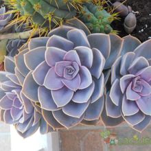 Una foto de Echeveria X Perle von Nurnberg ( E. gibbiflora metalica X E. elegans) (HIBRIDO)