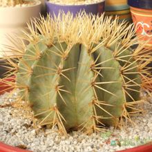 Una foto de Ferocactus glaucescens