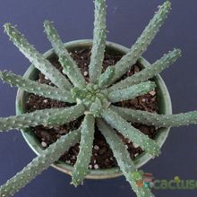 A photo of Euphorbia caput-medusae