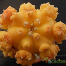 A photo of Astrophytum asterias fma. variegada