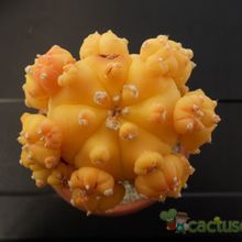 Una foto de Astrophytum asterias fma. variegada