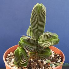 A photo of Crassula pyramidalis