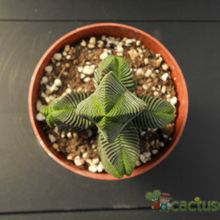 A photo of Crassula pyramidalis