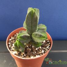 A photo of Crassula pyramidalis