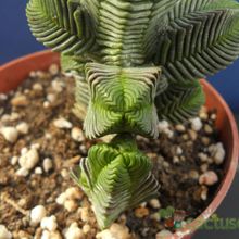 A photo of Crassula pyramidalis