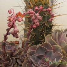 Una foto de Echeveria X Perle von Nurnberg ( E. gibbiflora metalica X E. elegans) (HIBRIDO)