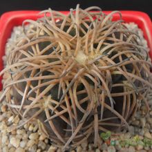 A photo of Gymnocalycium spegazzinii