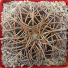 A photo of Gymnocalycium spegazzinii