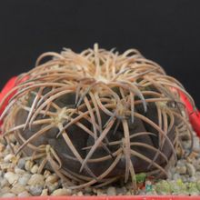 A photo of Gymnocalycium spegazzinii