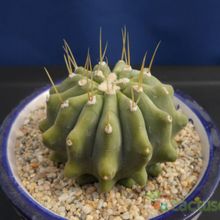 Una foto de Ferocactus glaucescens fma. inermis