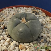 A photo of Lophophora williamsii