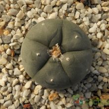 A photo of Lophophora williamsii