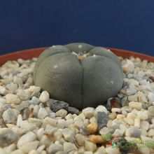 A photo of Lophophora williamsii