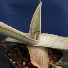 A photo of Aloe karasbergensis