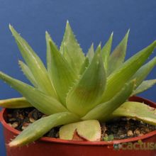 Una foto de Aloe polyphylla